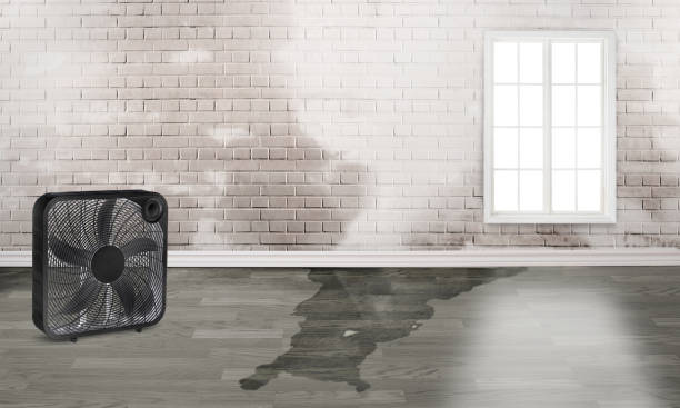 Best Water damage cleanup near me  in Craig, AK